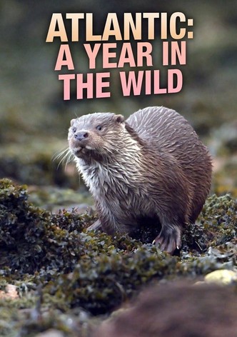Atlantic: A Year in the Wild