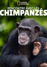 Rencontre avec les Chimpanzés