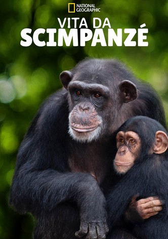 Vita da scimpanzé