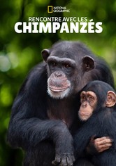 Rencontre avec les Chimpanzés
