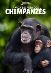A Vida Secreta dos Chimpanzés - Temporada 1
