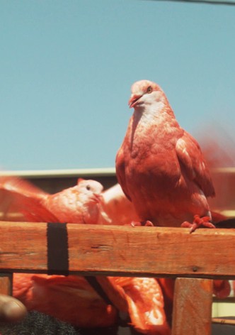 The Seven Last Words