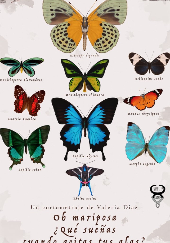 Oh butterfly, what dou you dream of when you flap your wings?