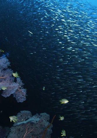 Wild Window: Bejeweled Fishes