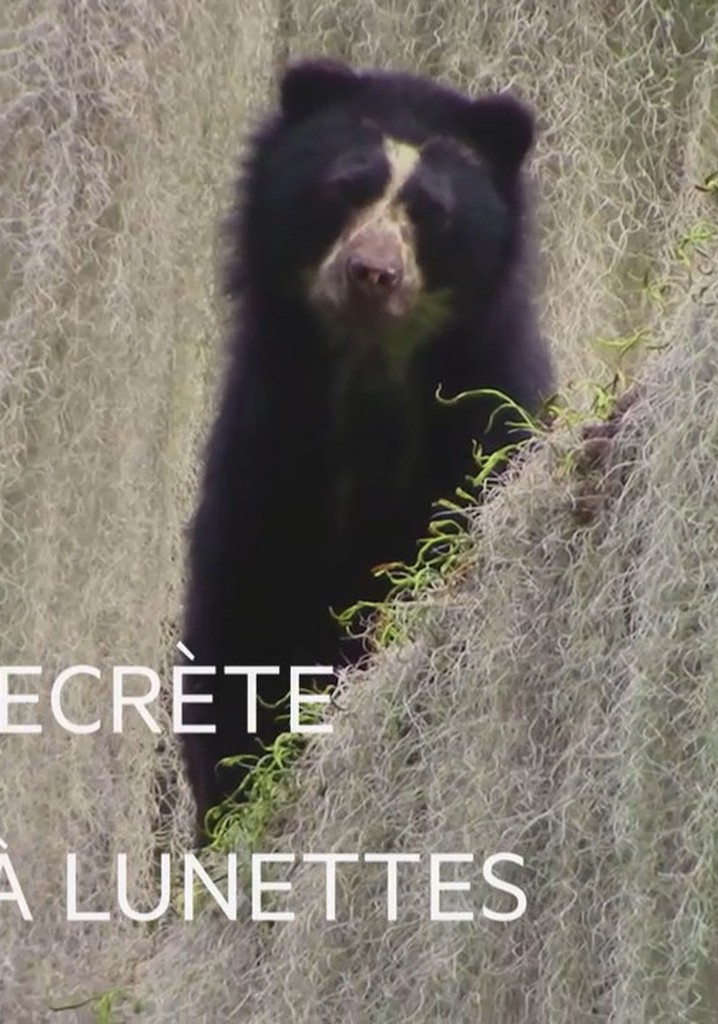 La Vie secrète de l'ours à lunettes