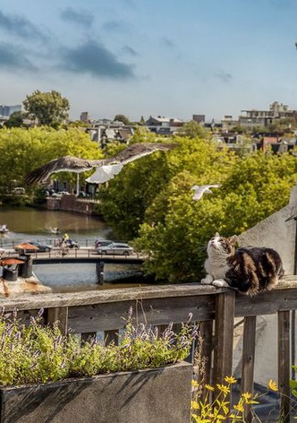 Amsterdam: Streifzug auf Katzenpfoten
