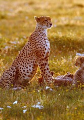 Cheetah: Fatal Instinct