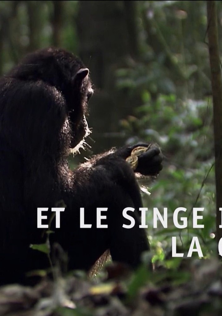 Das Geheimnis der Affen: Kulturforschung bei Schimpansen