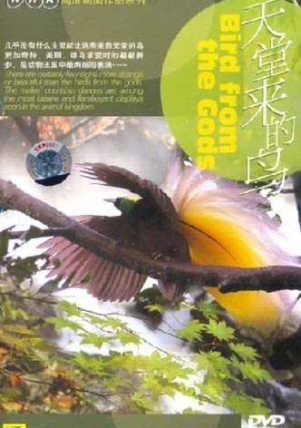 Birds from the Gods