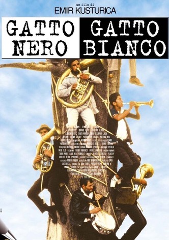 Gatto nero, gatto bianco