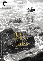 Black Stallion