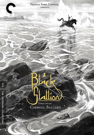 Black Stallion