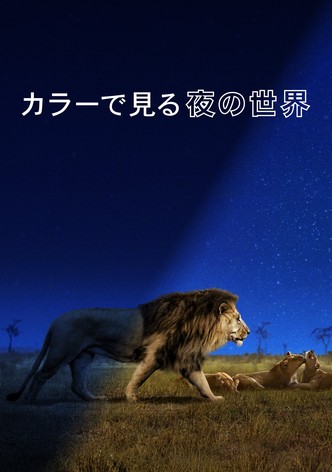 カラーで見る夜の世界