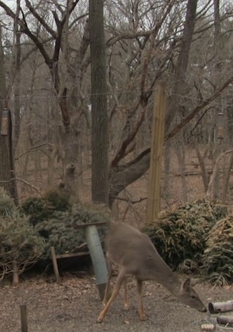 When I Don't Know What to Do, I Go Looking for Birds