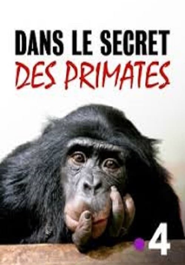 Dans le secret des primates