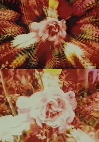 Contemplation of the Rose