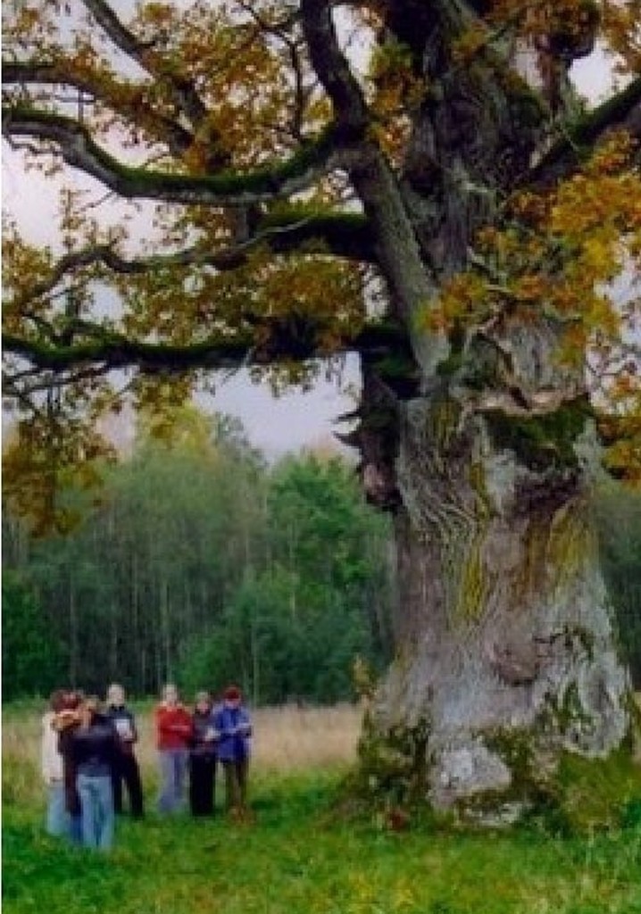 In the Shade of the Oak Tree