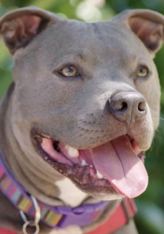 Hopalong Animal Rescue: The Power of Fostering
