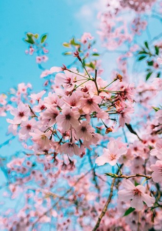 Sakura Genesis
