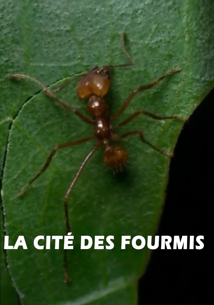 La cité des fourmis
