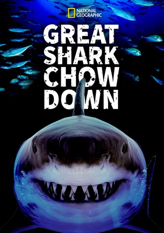 Great Shark Chow Down
