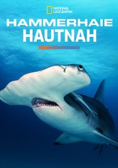 Hammerhaie Hautnah