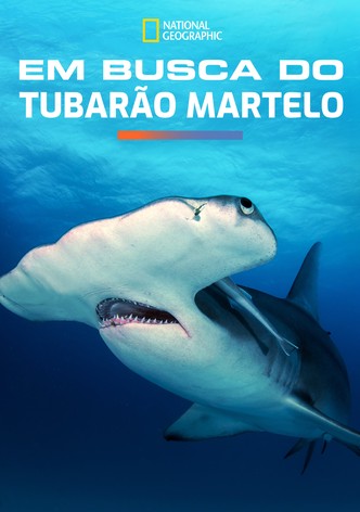 Em Busca do Tubarão Martelo