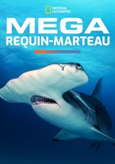 Méga requin-marteau