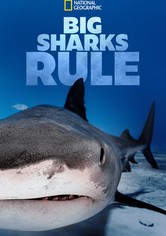 거대 상어가 지배한다