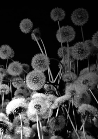Dark Garden