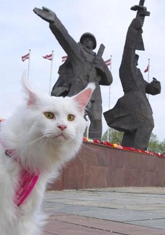 Cats in Riga