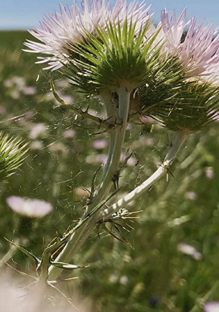 Fiori, Fiori, Fiori!