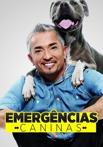 Emergências Caninas