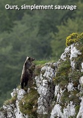 Oso, simplemente salvaje