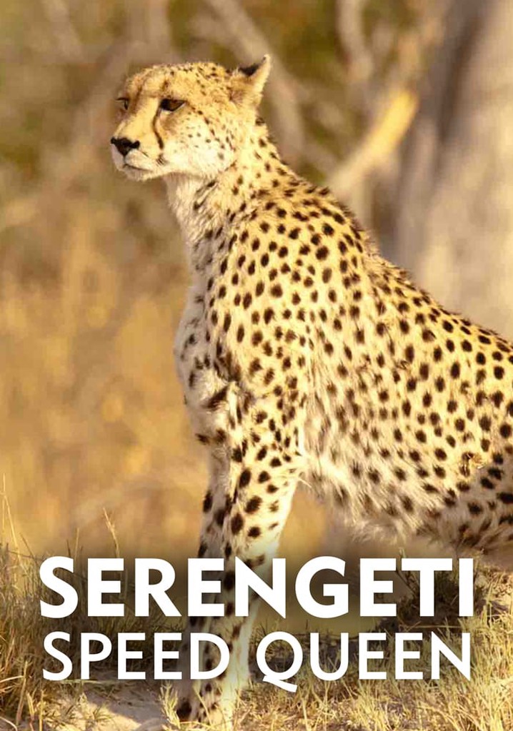 Serengeti Speed Queen