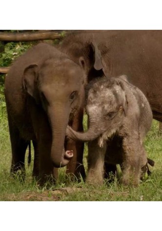 Sri Lanka: Elephant Island