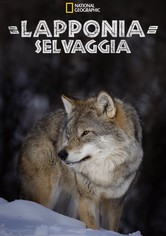 Lapponia selvaggia