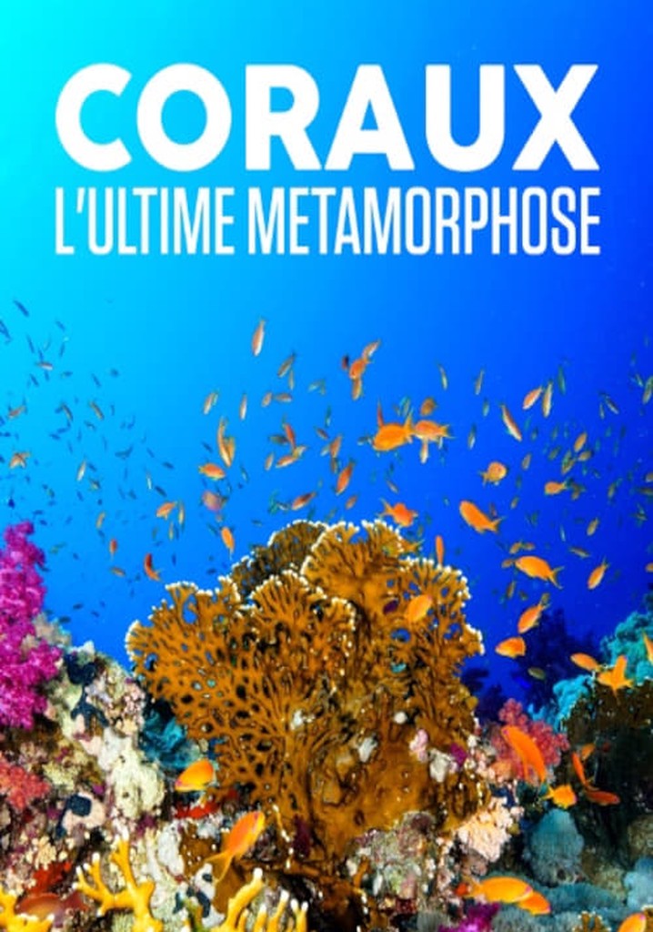 Coraux, l'ultime métamorphose