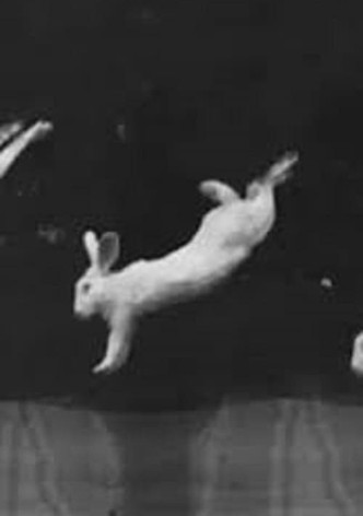 Rabbits