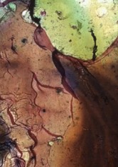 The Last Image