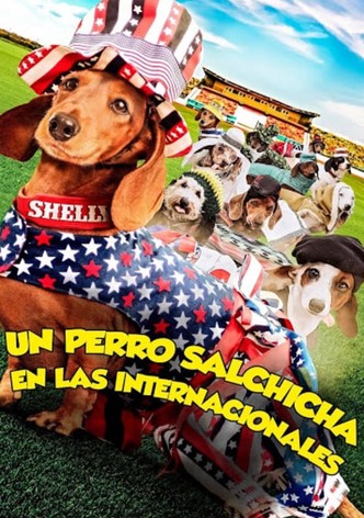 Un perro salchicha en las internacionales (Subtitulada)