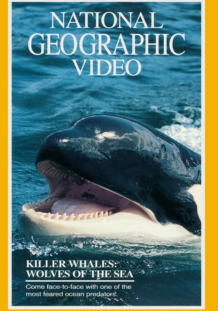Killer Whales: Wolves of the Sea