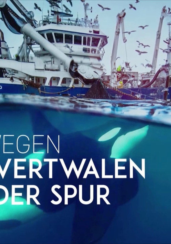 Norvège: le festin des orques