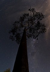 Forged from Fire - the Making of the Blacksmiths Tree