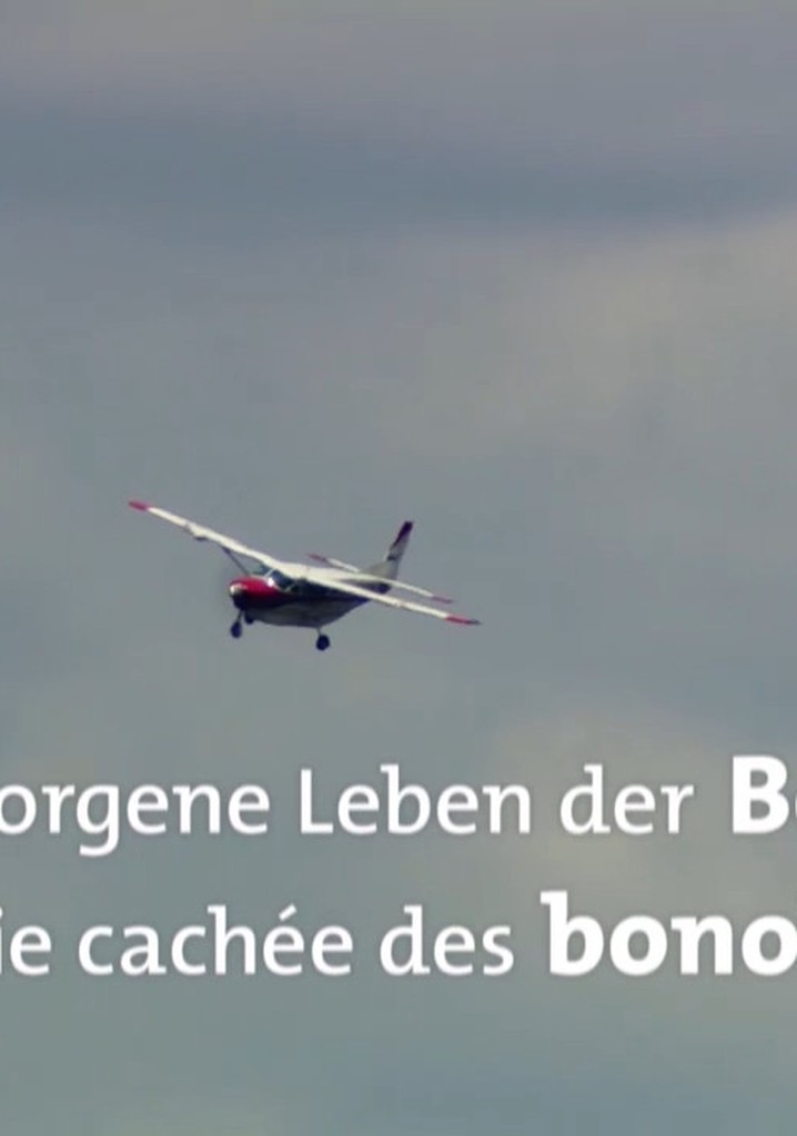 Das verborgene Leben der Bonobos