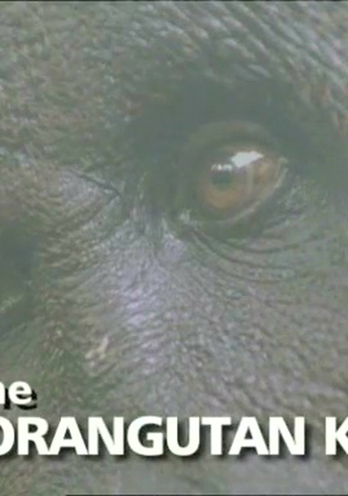 The Orangutan King
