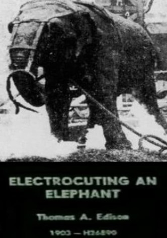 Electrocuting an Elephant