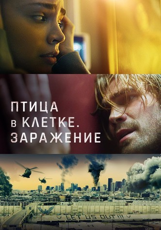 Птица в клетке. Заражение