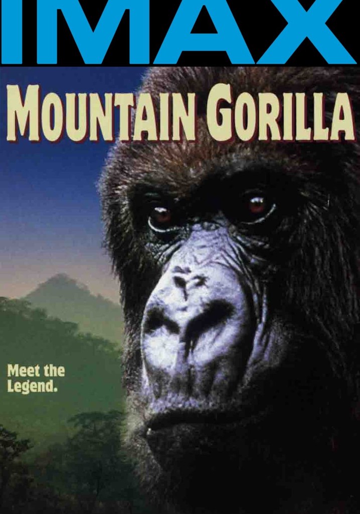 Mountain Gorilla