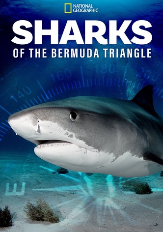 Sharks of the Bermuda Triangle